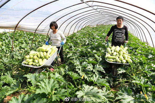 第八批安徽省無公害農(nóng)產(chǎn)品認(rèn)定名單公布，783個(gè)產(chǎn)品入選，看看有您家鄉(xiāng)的嗎？